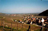 Le vignoble alsacien